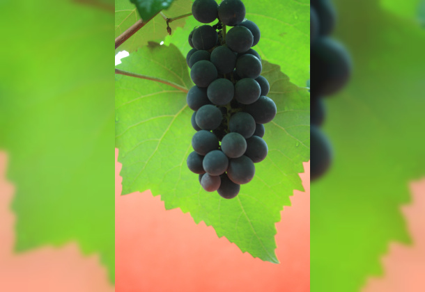 Benefícios do Suco de Uva Integral